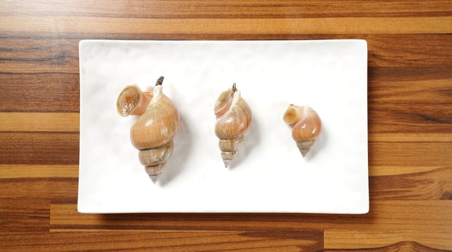 Boiled White Whelk Slices 1