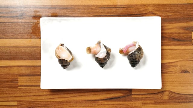 Boiled Black Snail 1